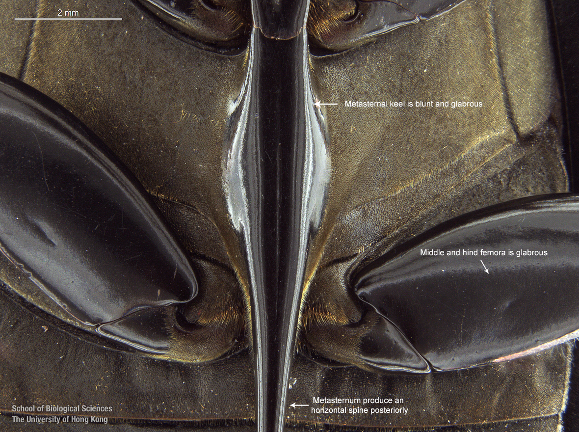 Metasternum keel
